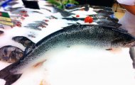 Cá hồi hãng Leroy - Thương hiệu làm nên chất lượng tại Cahoigiasi