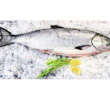 Cá hồi Úc Tassal size 5-6kg (21-23kg/Thùng)