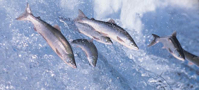 cá hồi tươi, cá hồi giá tốt, cá hồi nhập