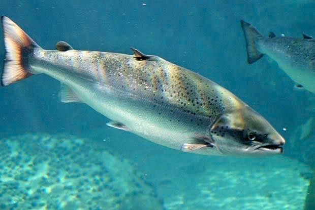 cá hồi tươi, cá hồi giá tốt, cá hồi nhập