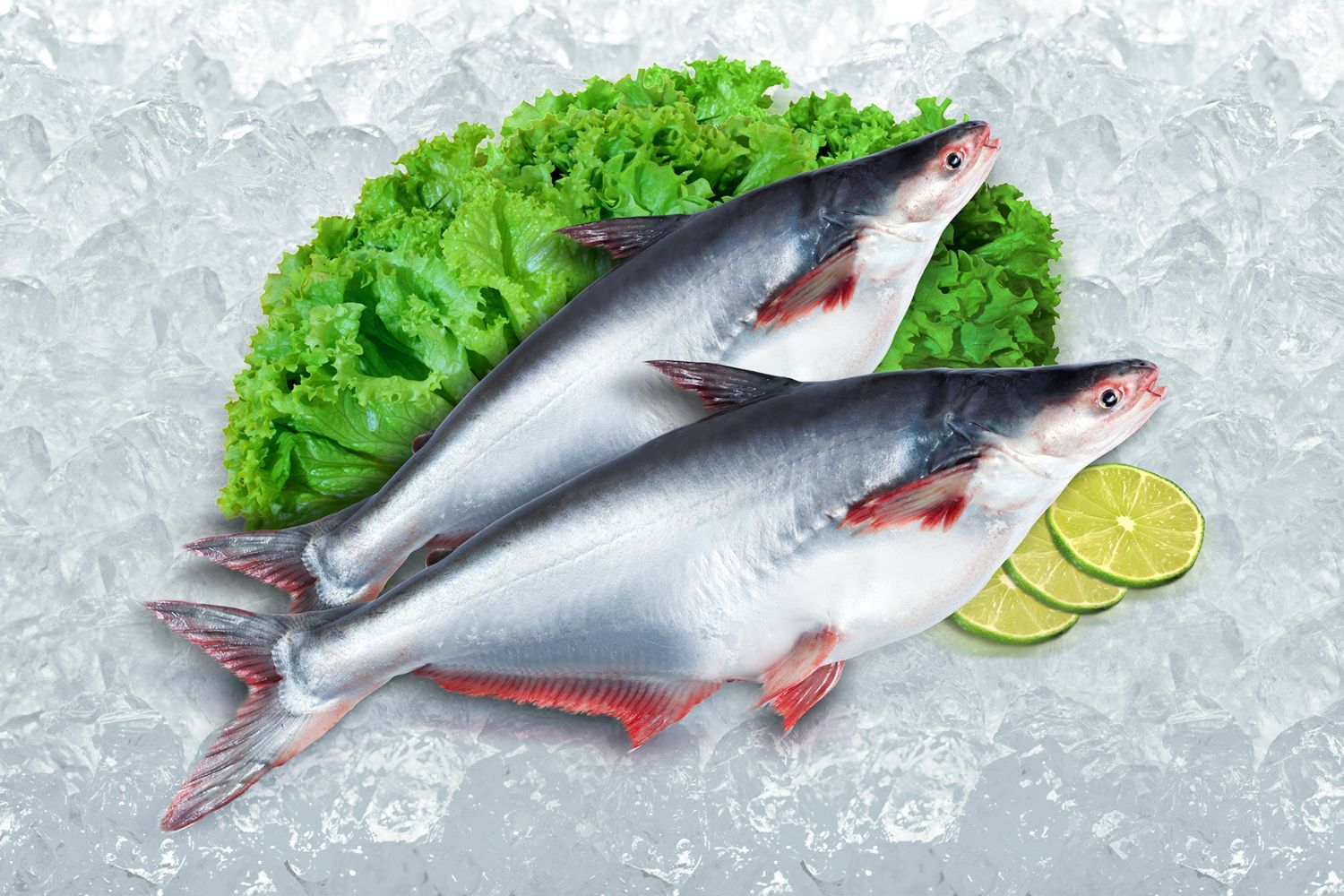 cá basa giá tốt, cá basa tươi, cá basa 