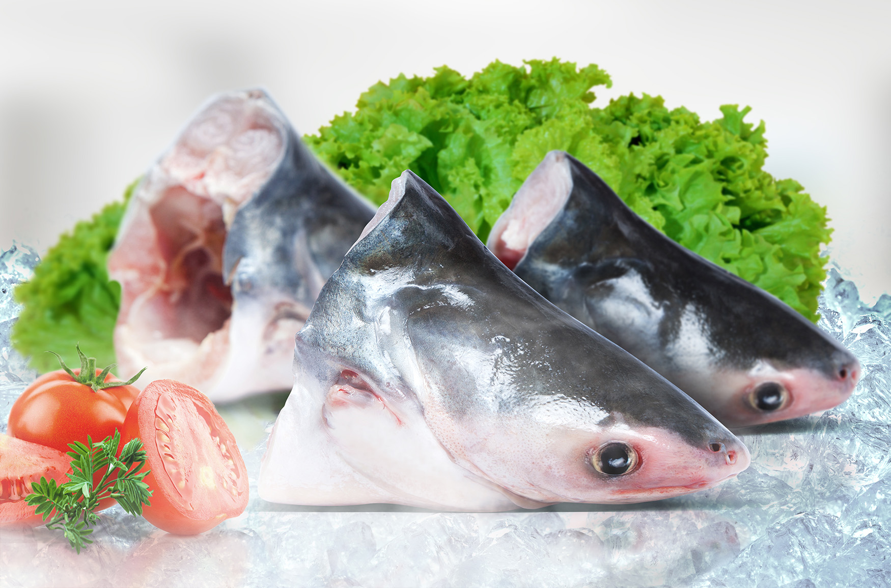 cá basa giá tốt, cá basa tươi, cá basa 